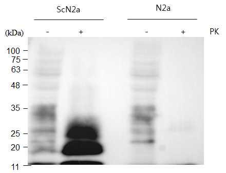 Western blotting of ScN2a and N2a cell lysate before and after PK digestion