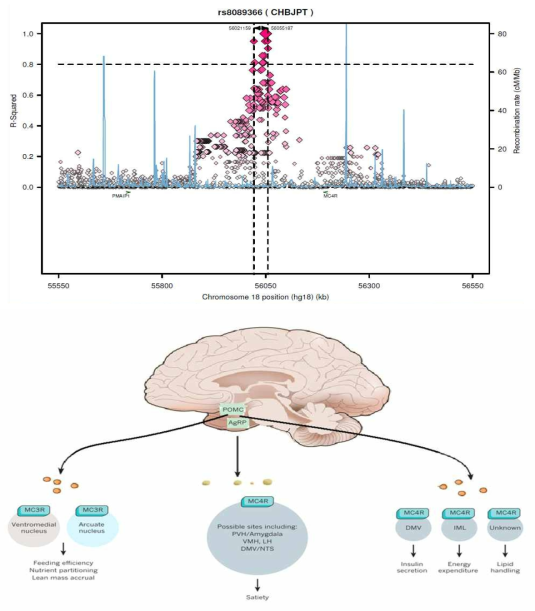 MC4R유전자 기능