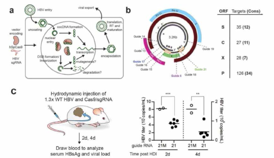 CRISPR/Cas9 시스템을 이용한 HBV 감염 치료. a. HBV life cycle과 CRISPR/Cas9을 이용한 잠재적 HBV 치료에 대한 모식도. b. 실험에 사용된 gRNA의 타겟부분에 대한 모식도. c. 마우스를 이용한 실험에 대한 모식도와 이에 따른 HBV 정량 결과
