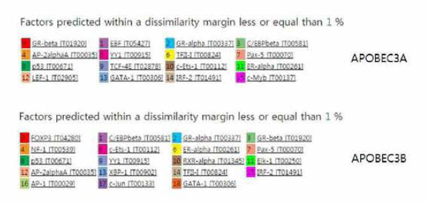 PROMO site를 통한 APOBEC3A, 3B의 promoter 부분 (-1kbp ~ TSS(O))에 결합 가능한 전사인자들