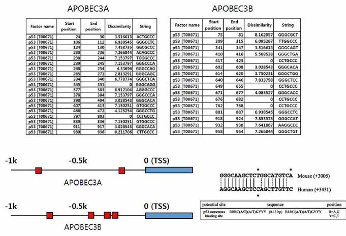APOBEC3A, 3B promoted 대한 p53 결합 가능 부위 예측도