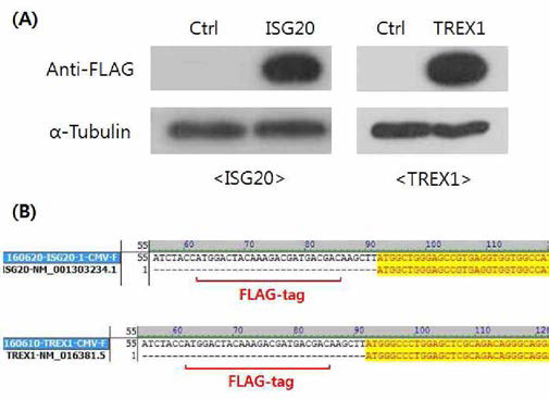 ISG20, TREX1 에 대한 발현 (A) 및 시원싱 확인 (B)