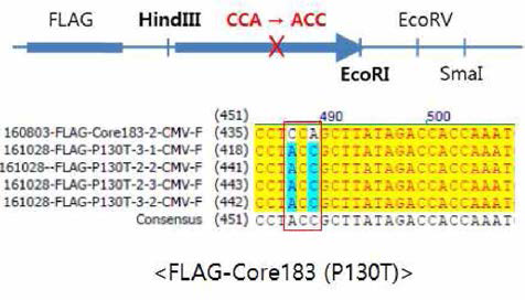Core 183 단백질에서 130번 a.a이 Pro → Thr로 치환된 mutant 발현 벡터를 제작 (N-terminal FLAG-tag 포함)