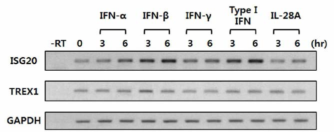IFN 자극에 의한 치료후보인자들의 시간에 따른 발현 비교