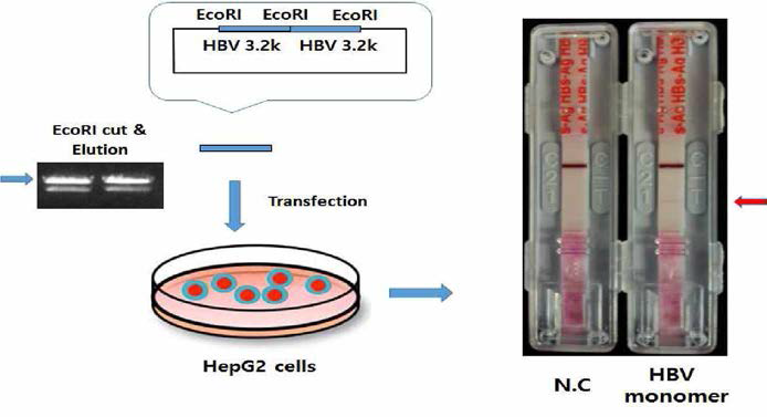 HBV 감염에 의한 세포내 cccDNA를 mimic하기 위한 in vitro 시스템의 구축(빨간색 화살표는 HBsAa 간이키트 상의 양성을 나타냄)