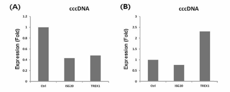 cccDNA를 mimic한 in vitro 시스템에서 치료후보인자 (ISG20, TREX1)을 과발현시킨 뒤, 핵 안에 존재하는 cccDNA양을 realtime PCR을 통하여 확인함(Duplication)