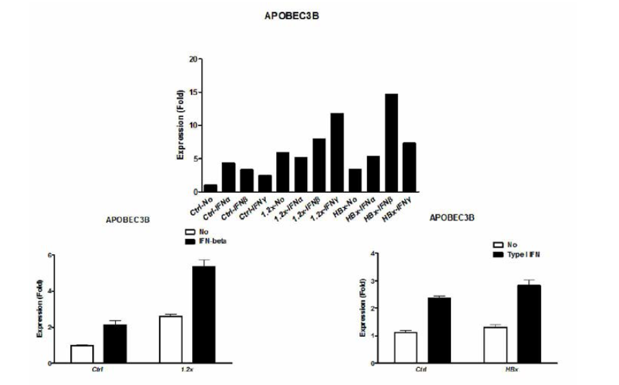 HBV,또는 HBx의 발현에 따른 APOBEC3B 발현 증가