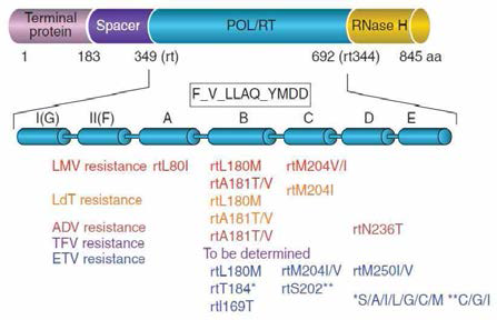 B형간염 치료제로 사용되고 있는 뉴클레오타이드 유사체에 대한 HBV polymerase 부분에서의 대표적인 돌연 변이들