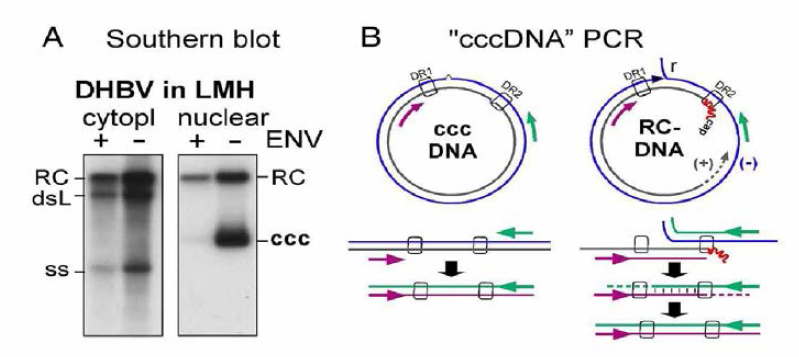 cccDNA를 확인하는 방법들. (A)방사선 동위원소를 이용한 Southern blot을 통한 직접적인 확인법. (B) Realtime PCR(화살표는 primer 위치)를 이용한 간접적인 확인법