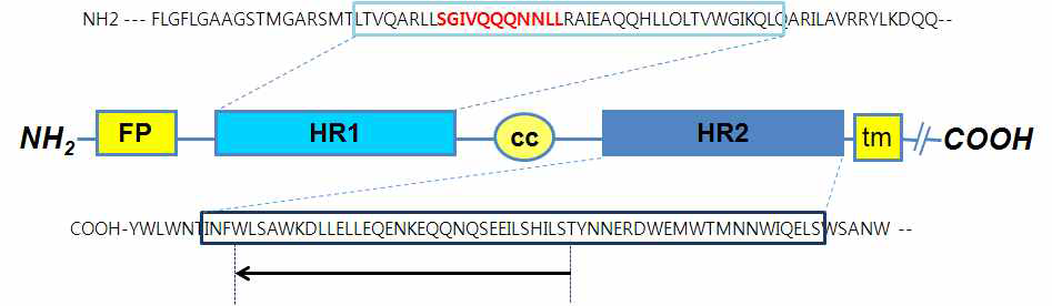 Linear schematic of the HIV gp41: The arrow indicate the Enfuvirtide sequence