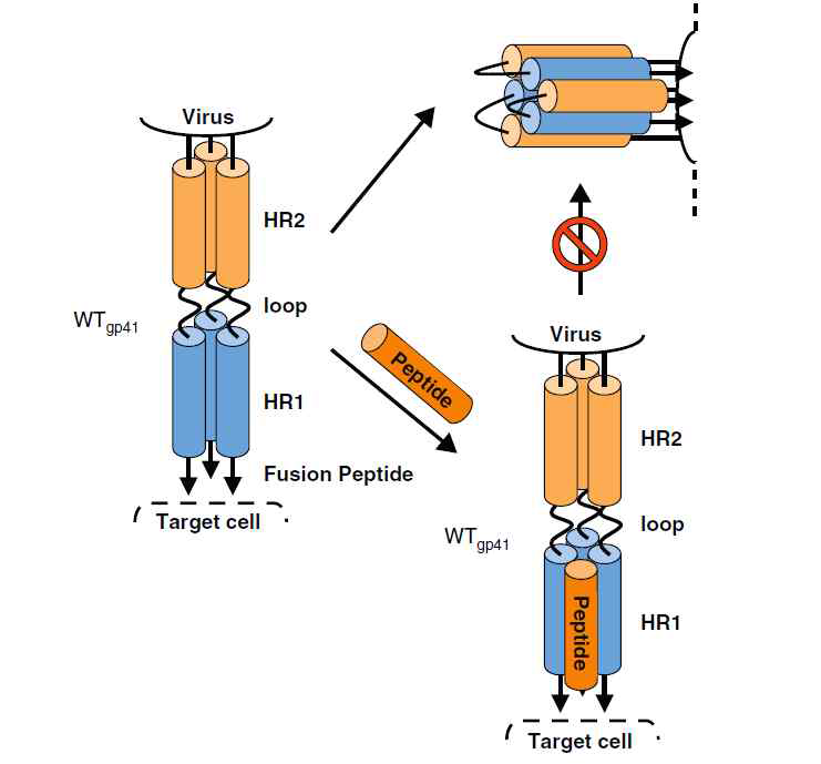CD4+ T 세포로 HIV가 fusion inhibitor으로 인해서 유입이 차단되는 과정