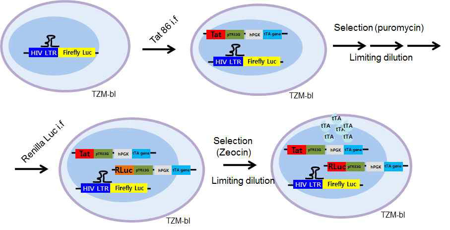 HIV Tat 표적 Screening System 개발-cell line 제작과정