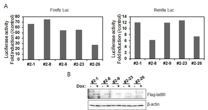 HIV Tat 표적 Screening System 개발-Tat과 Renilla luciferase gene expressing cell line 제작 확인