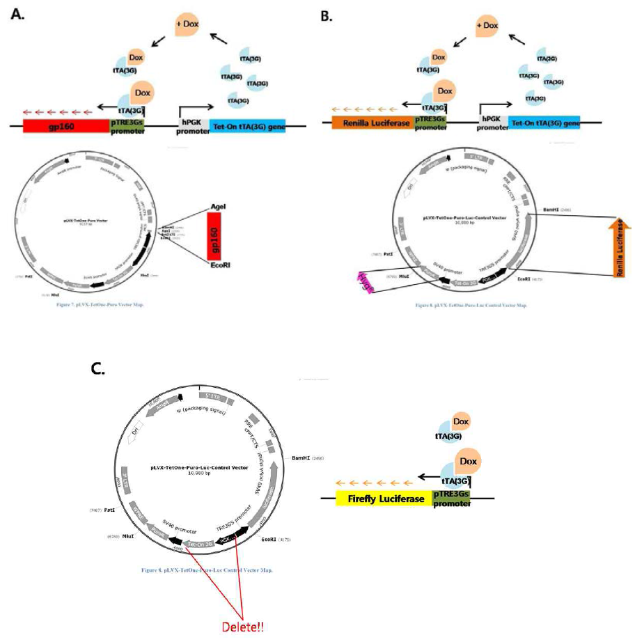 HIV entry 저해제 screening 법에 사용할 벡터 A. Gp160 (pNL4-3 and AD8) 의 유전자를 pLVX-TetOne-Puro vector 에 삽입 B. pLVX-TetOne-Puro-Luc control vector에 존재하는 puroR gene을 HygR gene 으로, Firefly Luciferase 는 Renilla luciferase gene으로 치환한 벡터 C. pLVX-TetOne-Puro-Luc control vector에서 hPGK promoter and Tet-On 3G 제거한 벡터