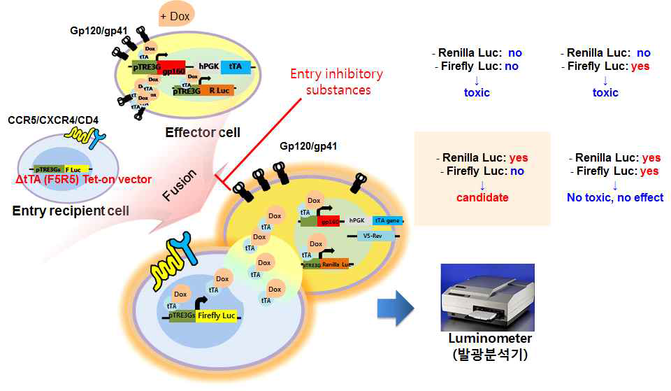 Entry 표적 High-throughput screening법 개발 모식도