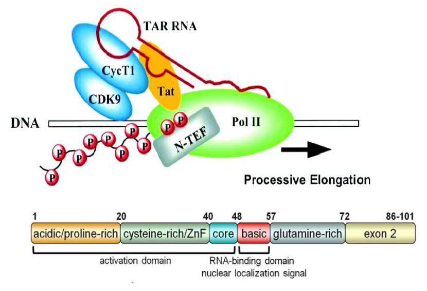 The functional domains and function of HIV-1 Tat proteins