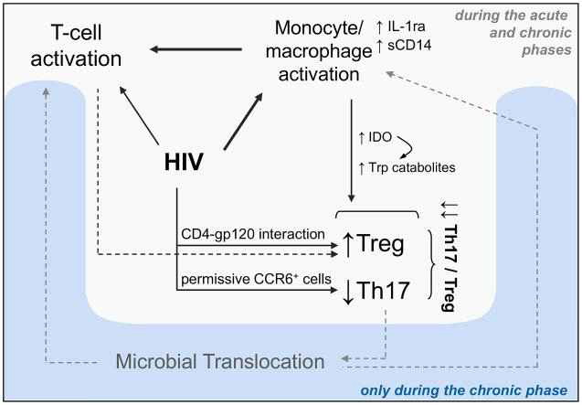 HIV-1 감염에 의한 Th17과 Treg 세포의 비율 변화 (Mathieu et al, 2013)