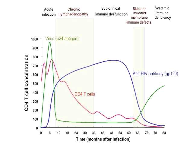 HIV-1 감염에 의한 CD4+ T 세포 수의 변화 (University of South Carolina School of Medicine)