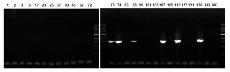 기존 방법으로 증폭되지 않았던 검체 유래 HCV Core-E2 region을 표준화된 방법으로 재 증폭한 결과