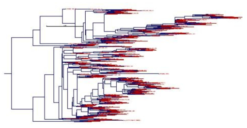 연구대상군 유래 HCV Core-E2 부위의 phylogenetic tree (n=416, CLC main Workbench 7)