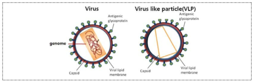 Virus like particl, VLP