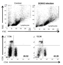선정 된 조건의 DENV-2 감염 마우스 비장에서의 면역세포 분석