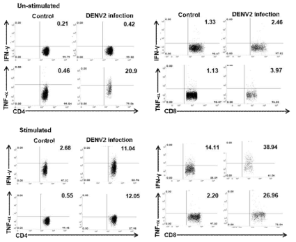 선정 된 조건의 DENV-2 감염 마우스 T 세포에서의 싸이토카인 분비