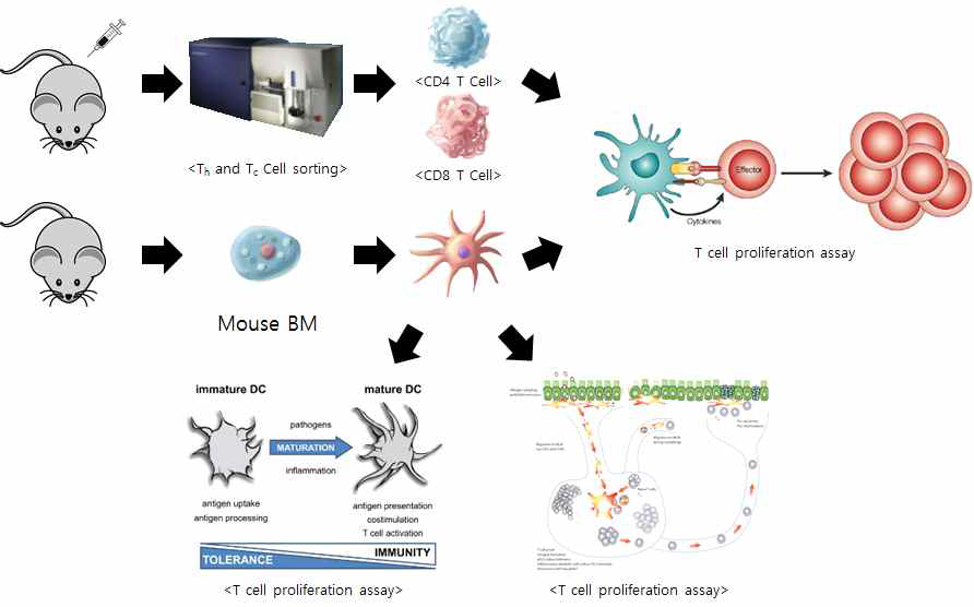 T cell proliferation 실험 진행 모식도