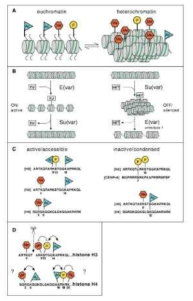 Euchromatin과 heterochromatin 상태에서의 히스톤변형 모델