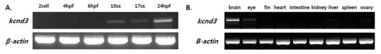 제브라피쉬 발생단계 및 성체조직별 kcnd3 유전자의 발현양상
