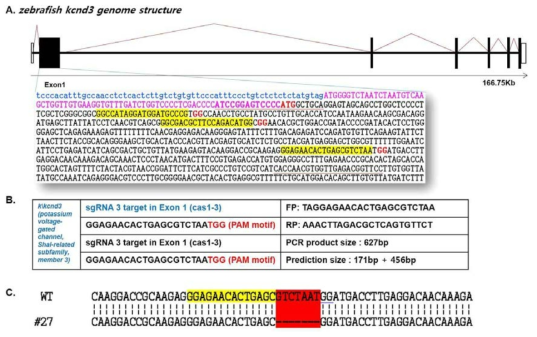 제브라피쉬 kcnd3 유전자의 genome 구조와 sgRNA의 효율성 검증(transient test)