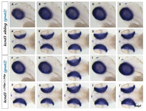 WT과 kcnd3 돌연변이체에서 gnat2 유전자의 발현양상 비교