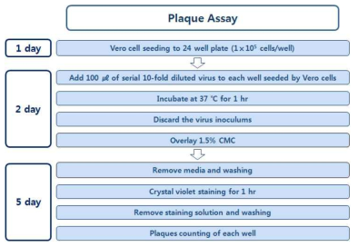 Plaque assay 실험체계도