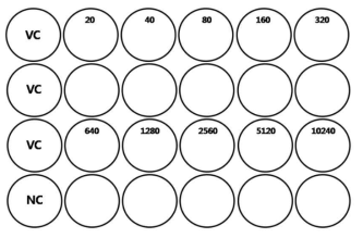 PRNT 기법을 이용하여 중화항체가를 측정하기 위한 24-well tissue culture plate 실험 모식도. VC; Virus control, NC; Negative control