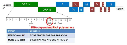 MERS-CoV의 유전자 확인을 위한 RdRp 유전자의 conventional PCR