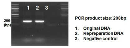 MERS-CoV 확인을 위한 conventional PCR 결과