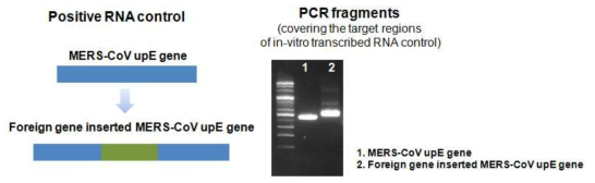 upE 유전자에 외래유전자를 넣은 transcript 모식도와 PCR 결과