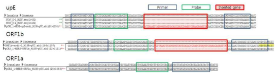 MERS-CoV upE, ORF1b, ORF1a 유전자 양성대조군 transcript sequences