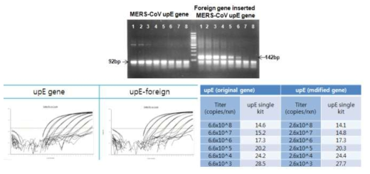 upE 단독 RNA IVTs와 upE+foreign gene RNA IVTs의 성상비교