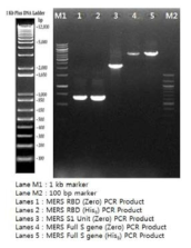 MERS-CoV Spike 부분 유전자별 PCR 결과