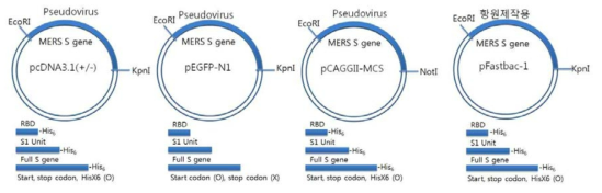 MERS-CoV Spike subunit별 vector 및 clone 모식도