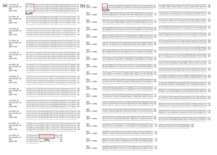 MERS-CoV RBD(a), S1(b) clones 염기서열 분석