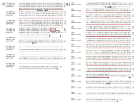 MERS-CoV RBD(a), S1(b) clones 아미노산 분석