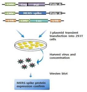 MERS Pseudovirus 제작