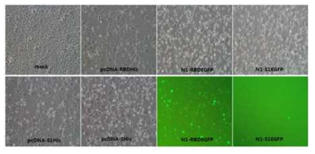 MERS-CoV Pseudovirus