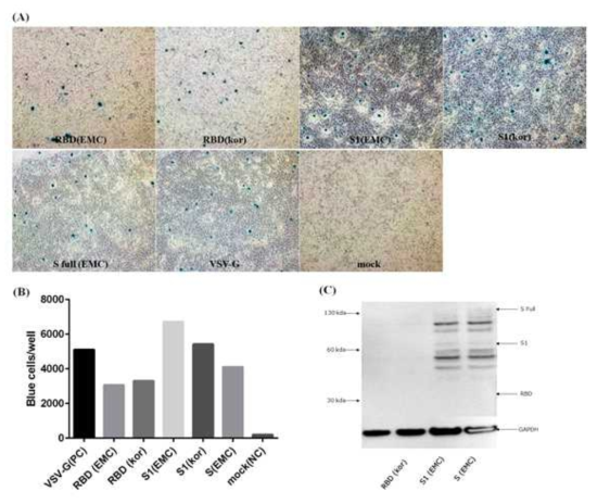 MERS Pseudovirus 종류에 따른 감염성