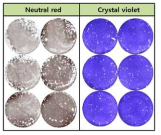 두 염색 시약에 따른 plaque형성 비교