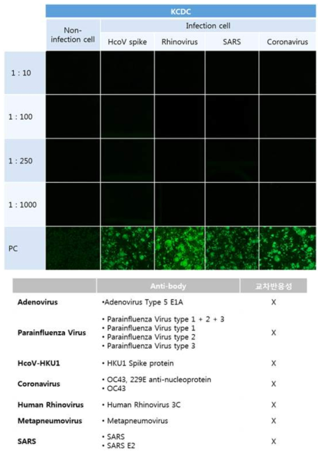 MERS IFA 슬라이드의 교차반응성 확인