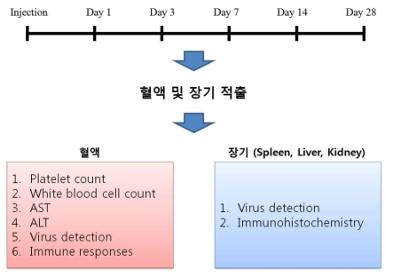 마우스 바이러스 접종 및 실험 계획