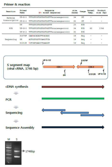SFTSV S segment internal sequencing strategy